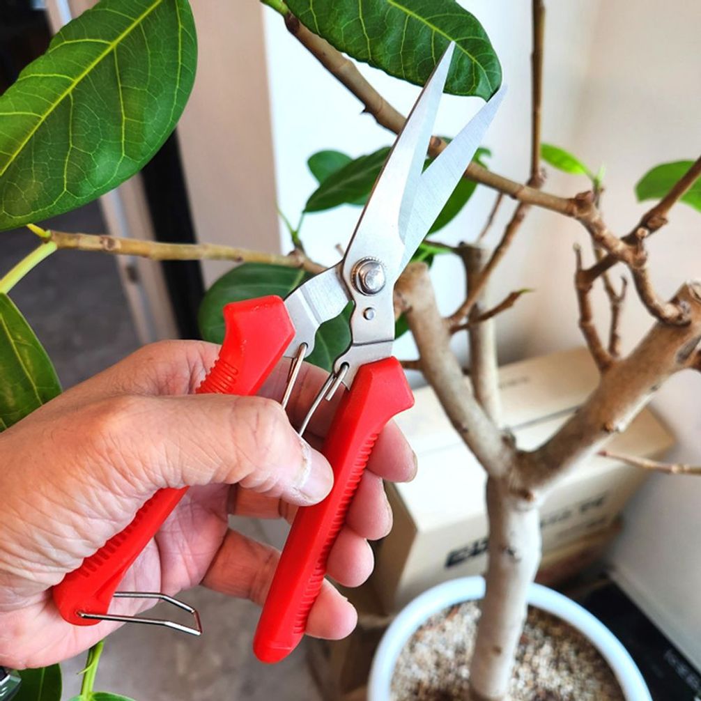 레드 나무 전지가위 꽃가위 소형 가위