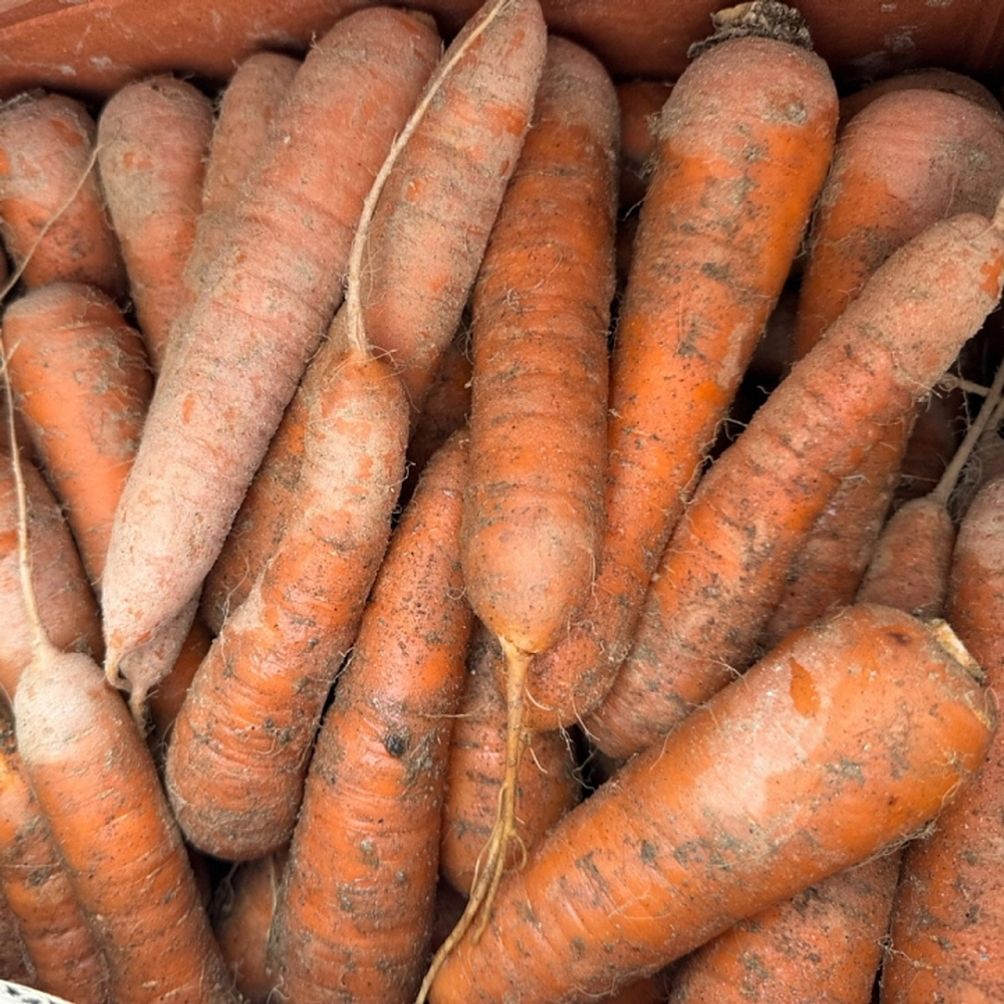 국내산 흙당근 1kg 왕