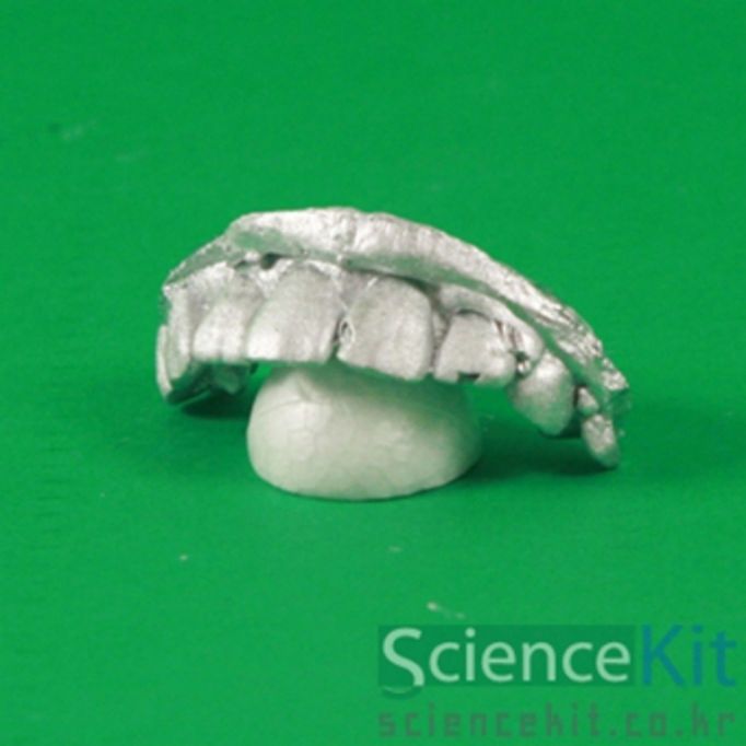 (SC) 내 이는 몇 개 (12인용)