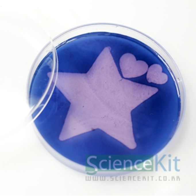 (SC) 아밀레이스의 메시지(4인용)