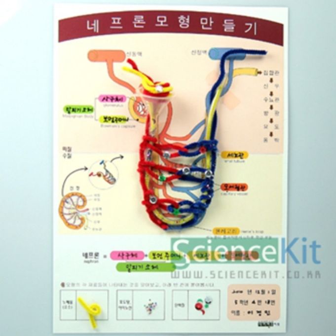 (SC) 네프론 모형만들기(4인용)