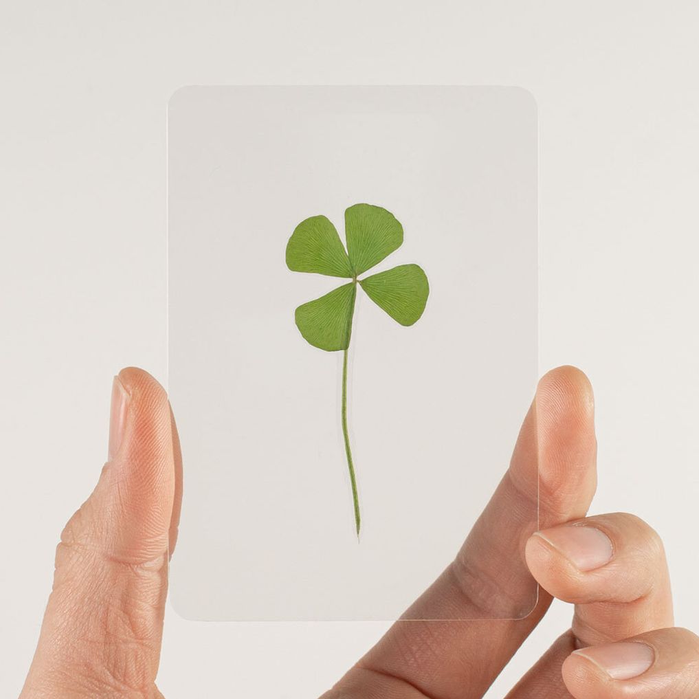 네잎클로버 코팅카드 투명 책갈피 행운카드
