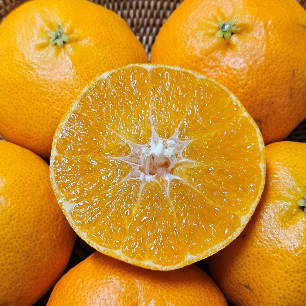 레드향 선물용 3kg 중대과