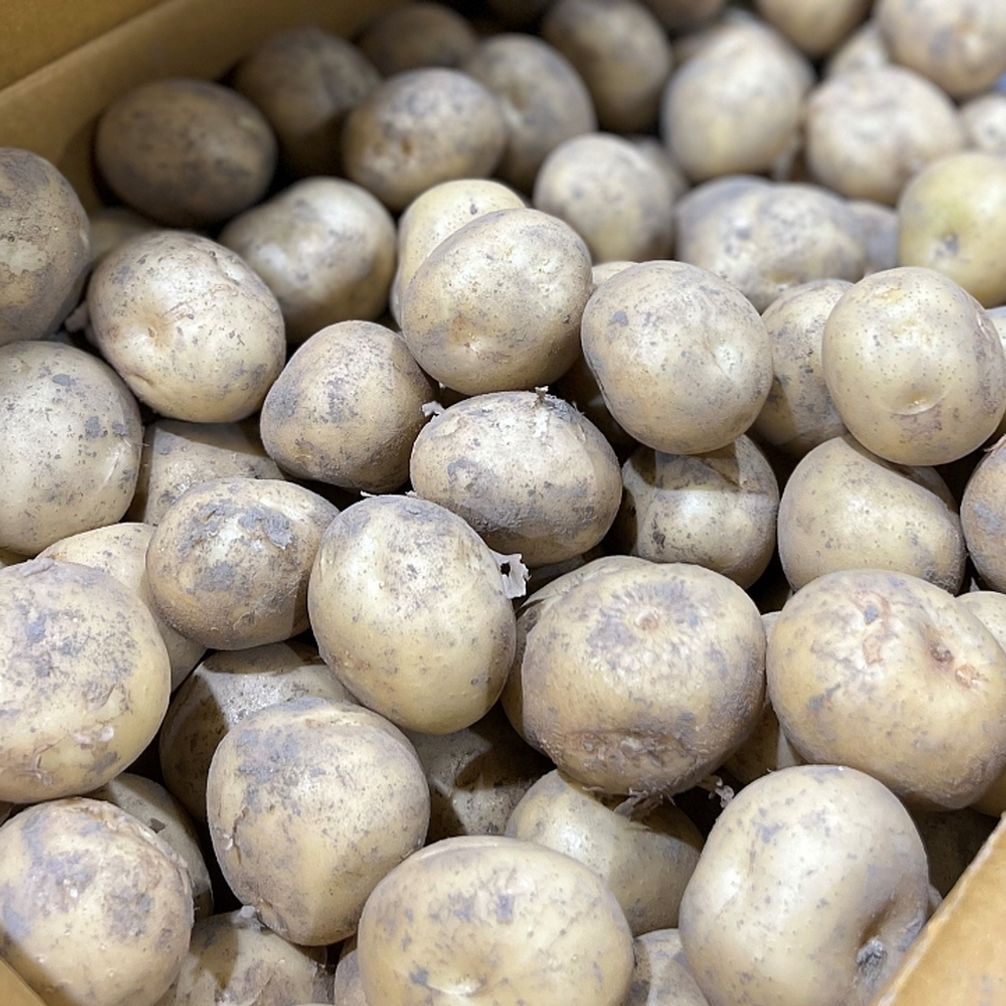 국내산 감자 3kg 소