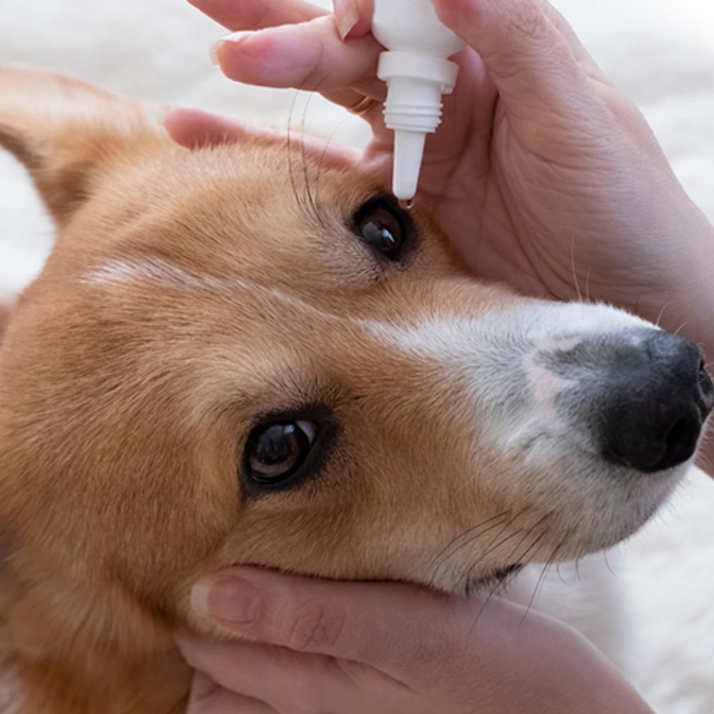 퓨리톤 더스포티포우 아이클렌저 반려동물눈세정-50ml