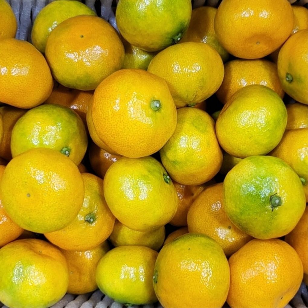 제주 감귤 3kg 대과