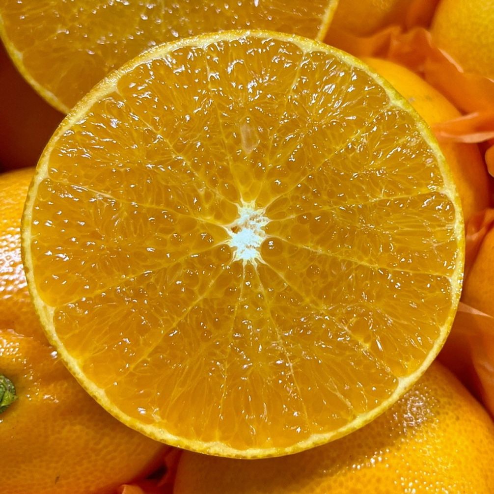 천혜향 선물세트 5kg 중대과