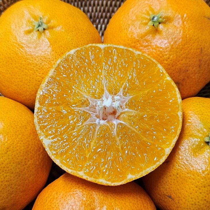 레드향 선물세트 2kg 중대과