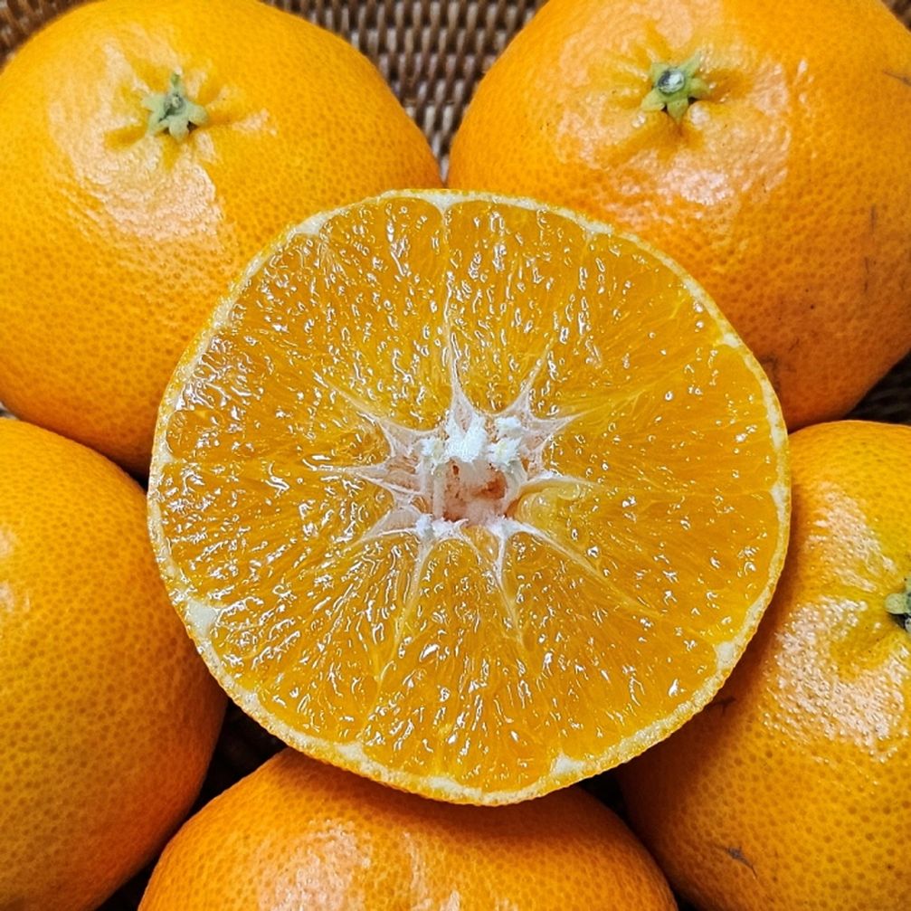 레드향 선물세트 5kg 특대과