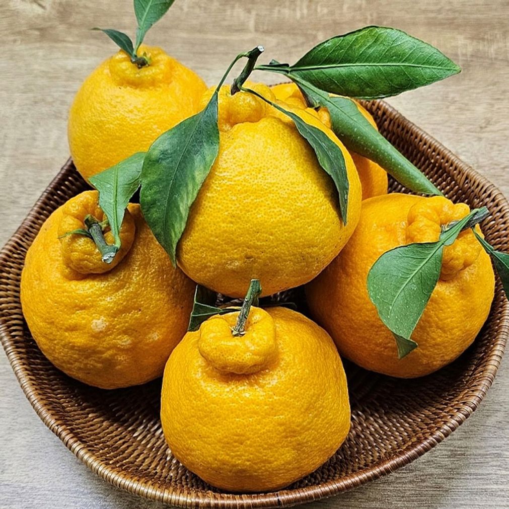 한라봉 선물세트 2kg 중대과