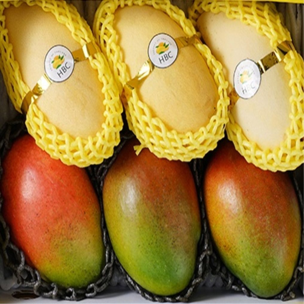 애플망고 골드망고 선물세트 6과