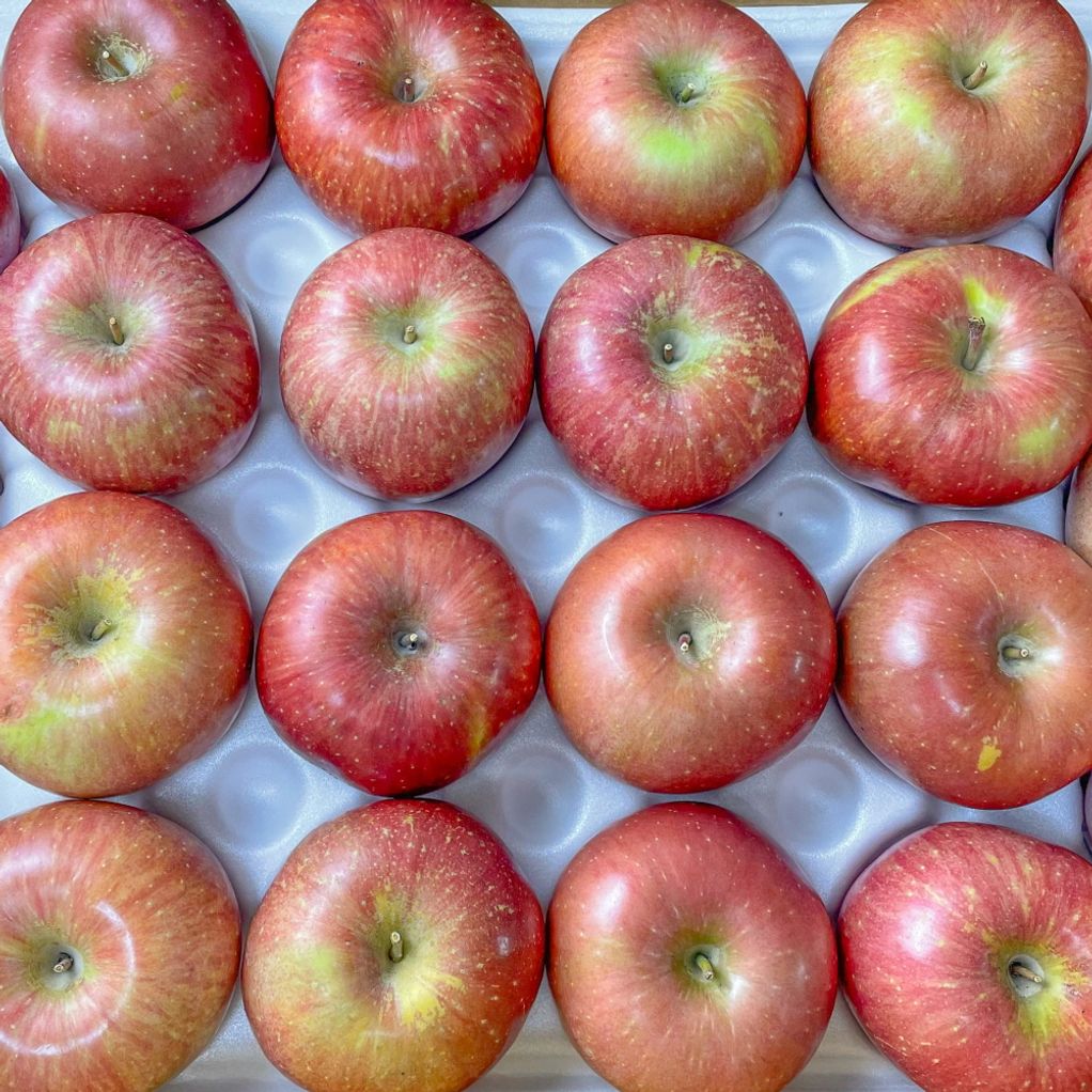 사과 선물세트 5kg 중대과