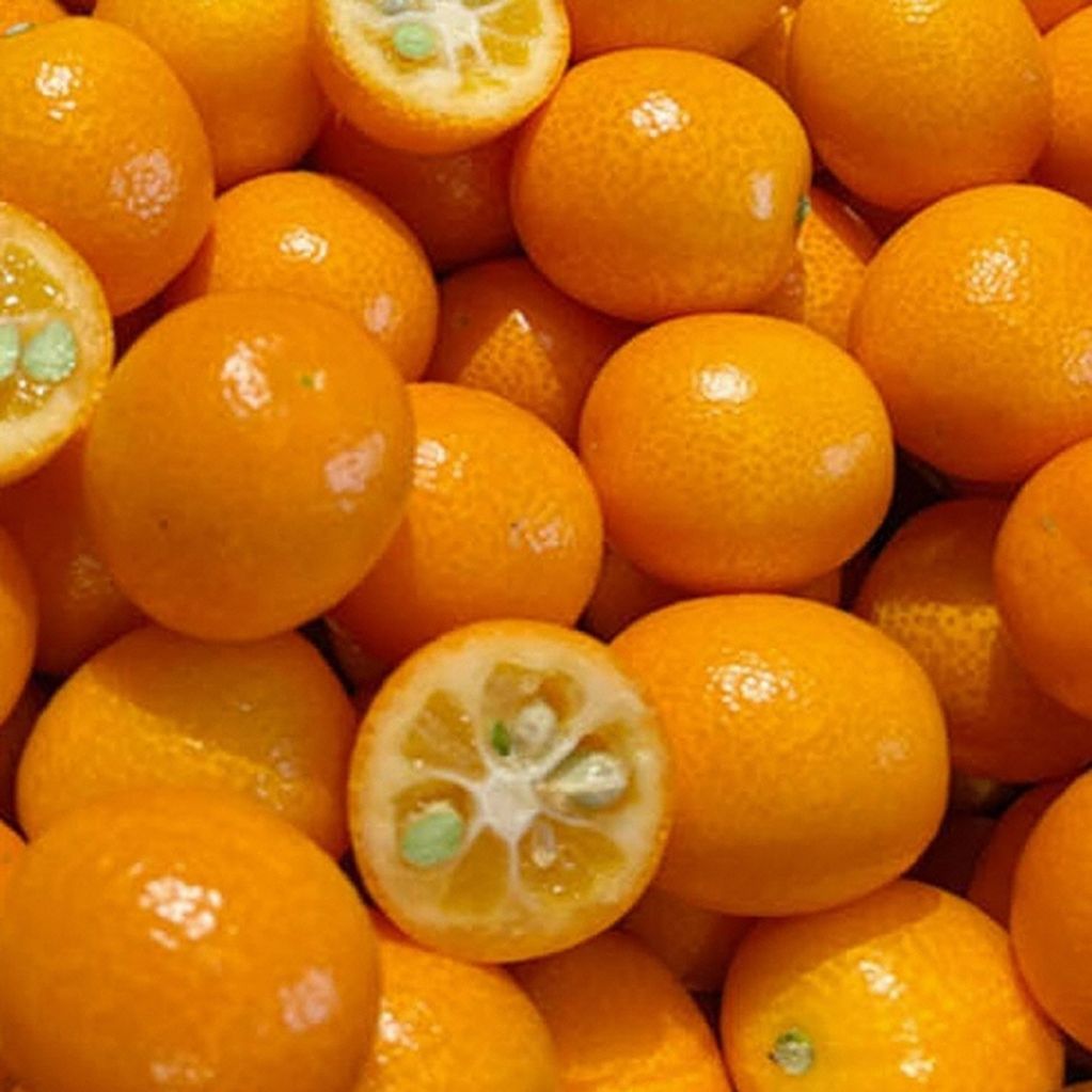 금귤 낑깡 500g 왕특