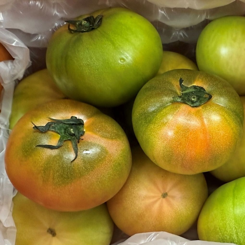 대저 완숙 토마토 1kg 로얄과