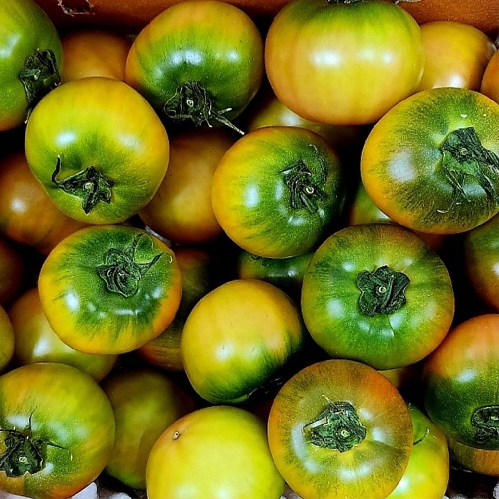 단짠단짠 대저 토마토 2.5kg