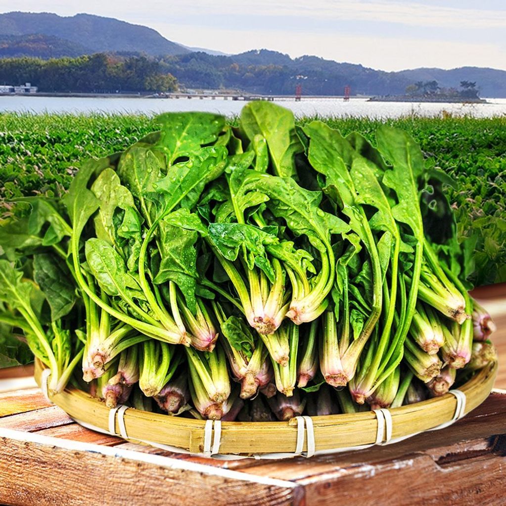 국내산 산지직송 남해 보물초 시금치 1.5kg