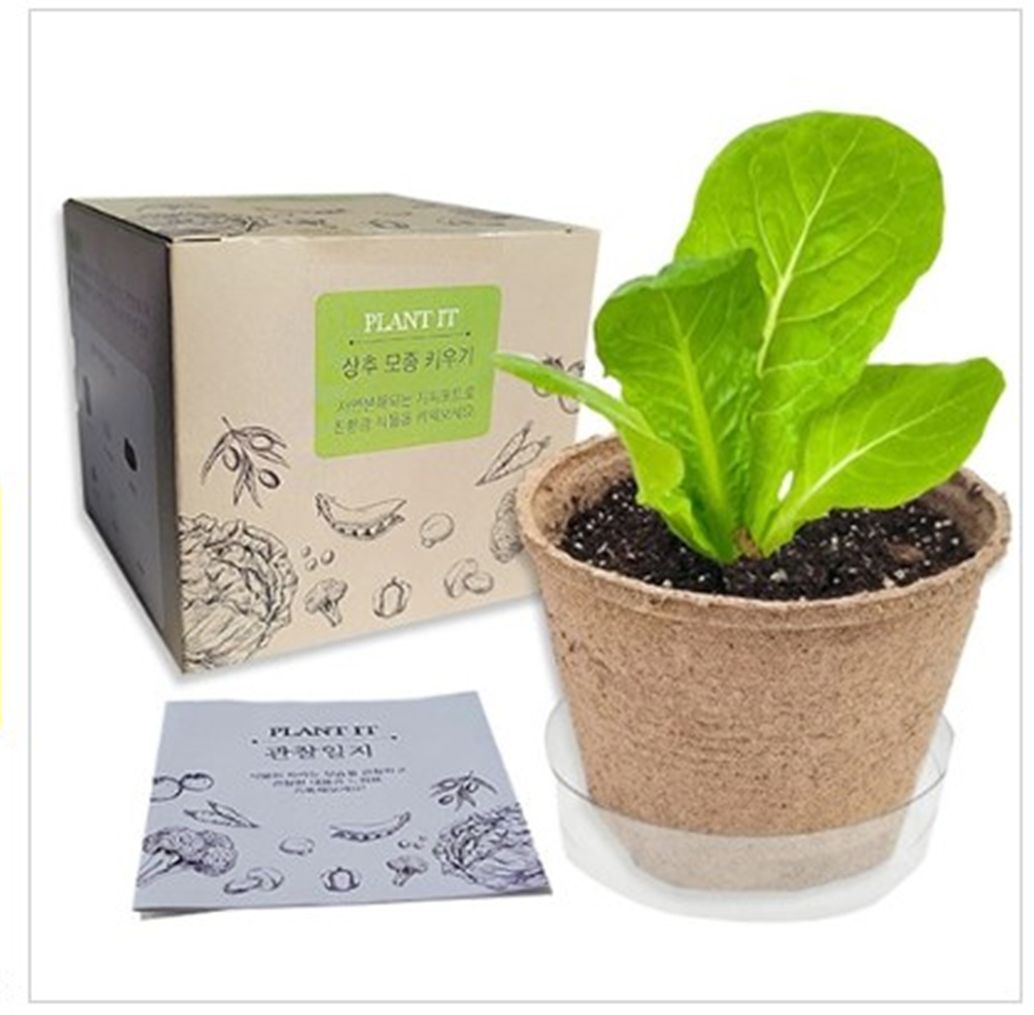 (DD) 상추 모종 키우기