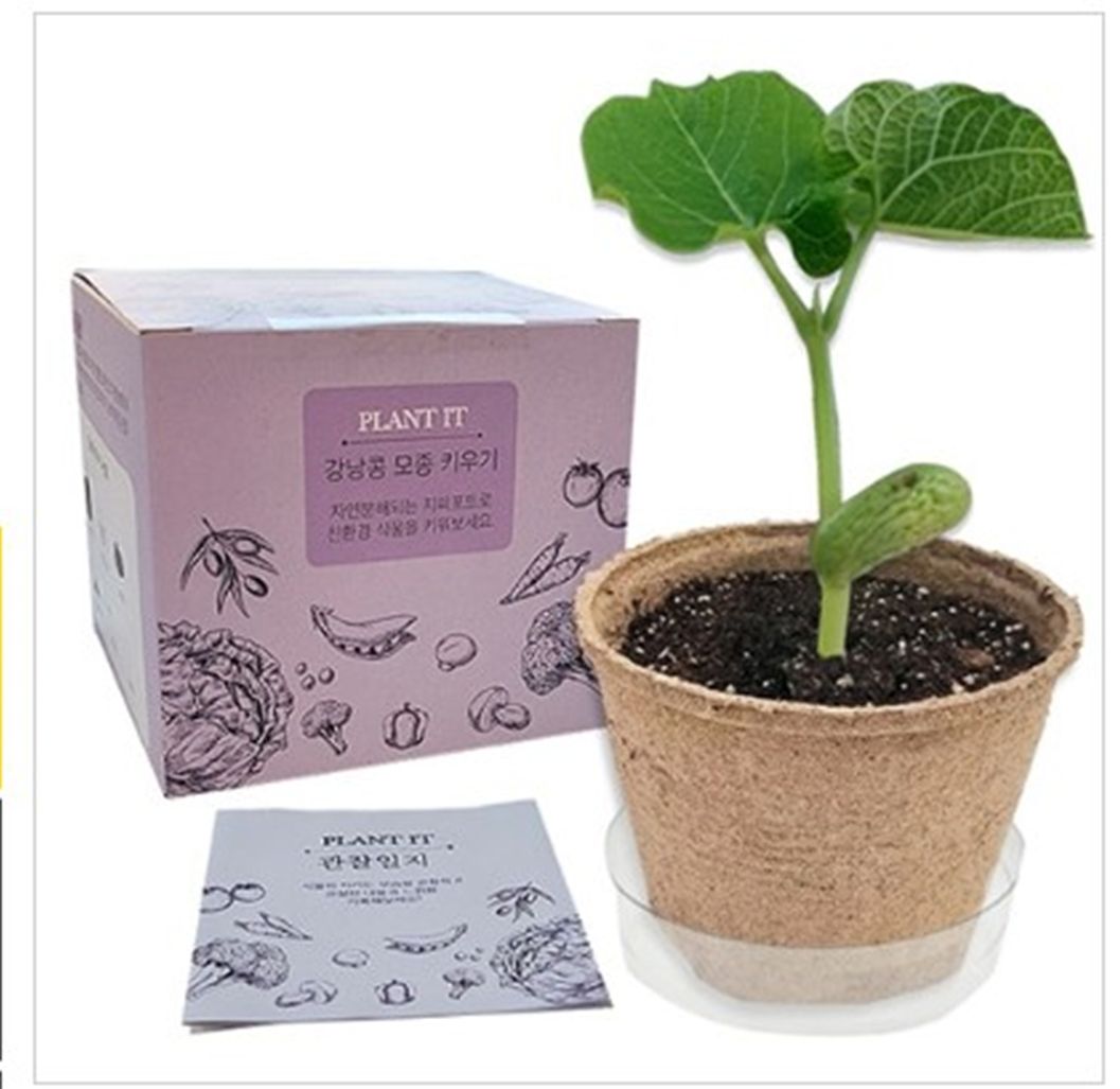 (DD) 강낭콩 모종 키우기