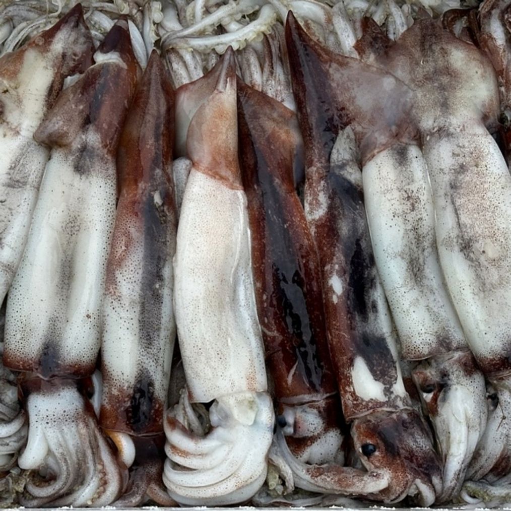 국내산 생물 오징어